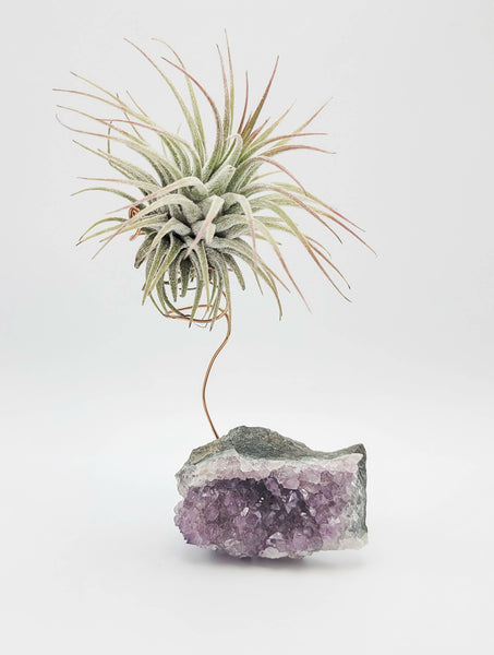 Wire-Wrapped Crystal with Air Plant