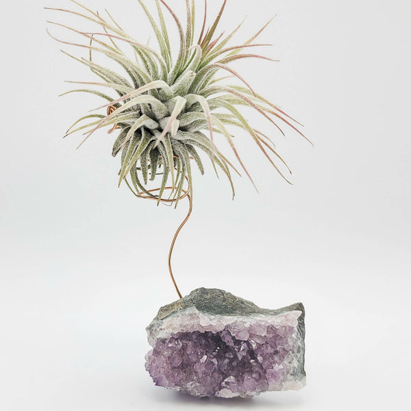 Wire-Wrapped Crystal with Air Plant - Shop Motif