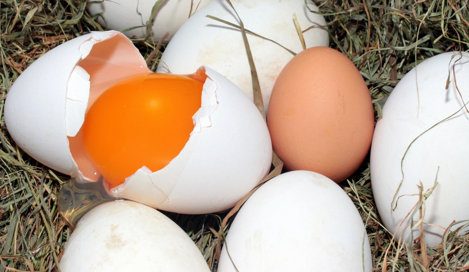 eggs