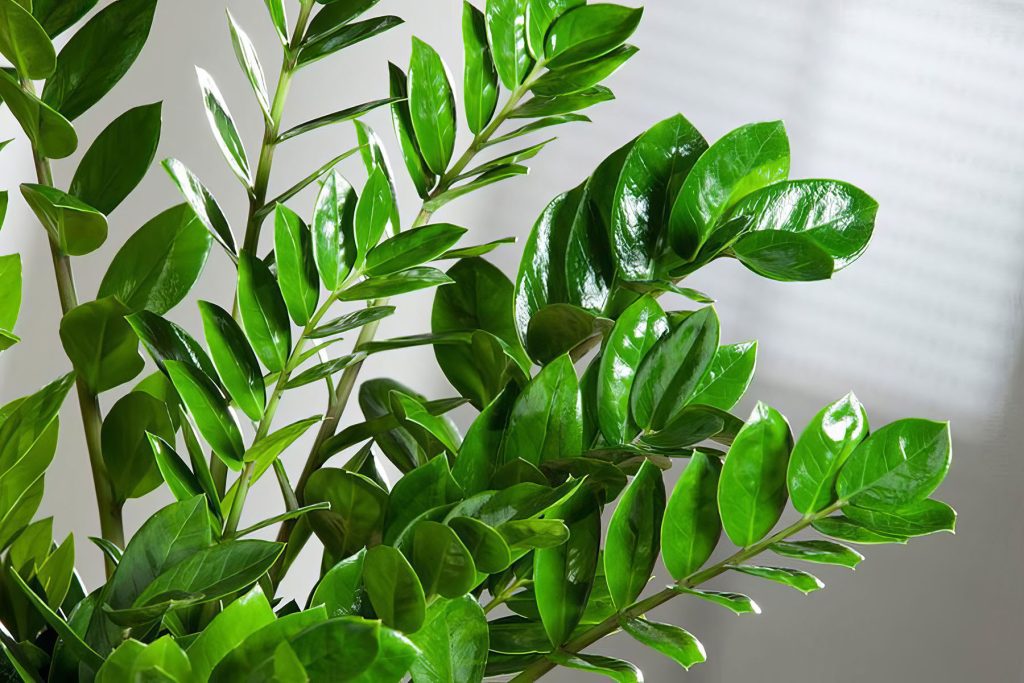 Zamioculcas don't want to grow? Try the Japanese method of watering and you'll see new leaves in no time.