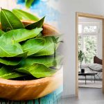 Laurel leaf outside the door: a trick that will eliminate one of the biggest problems in your home