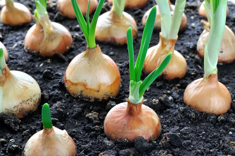 10 plants you should never grow from seed, including flowers, vegetables and herbs