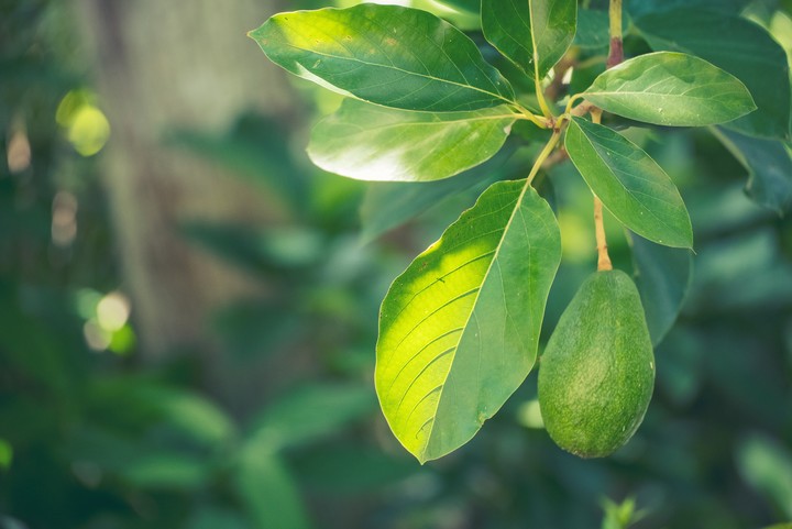 If you have grown an avocado tree from a seed, you need to know the following: a gardener's secret to getting the fruit as soon as possible