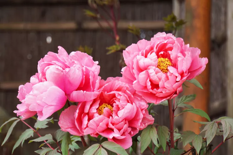 10 plants you should never grow from seed, including flowers, vegetables and herbs