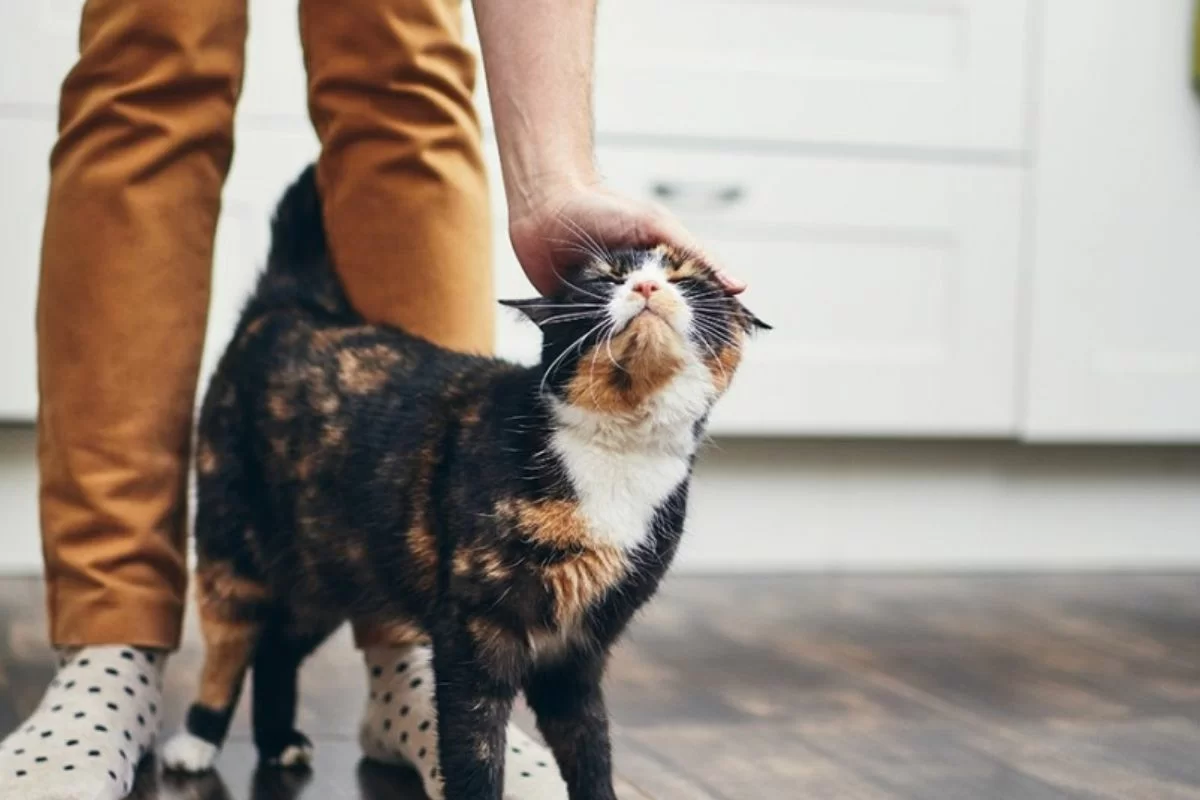 Does your cat rub against you? An expert provides a clear answer