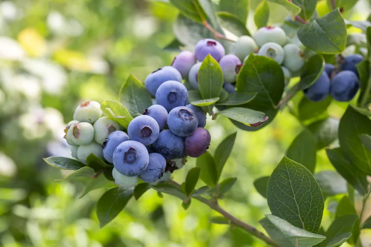 10 plants you should never grow from seed, including flowers, vegetables and herbs